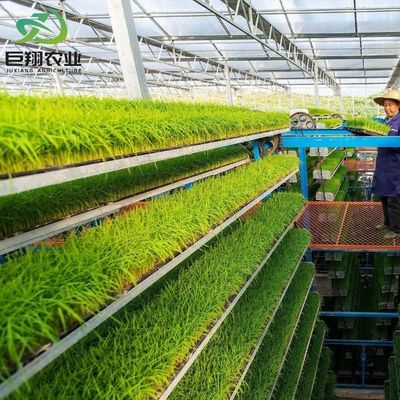 Espaçamento personalizado 8m 9,6m 12m Estufas para pepino Feito de tubo de aço galvanizado a quente