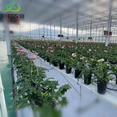 Espaçamento personalizado 8m 9,6m 12m Estufas para pepino Feito de tubo de aço galvanizado a quente