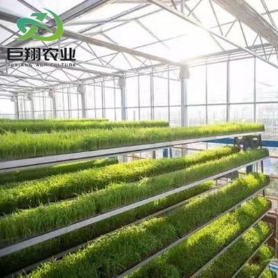 Espaçamento personalizado 8m 9,6m 12m Estufas para pepino Feito de tubo de aço galvanizado a quente