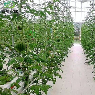 Espaçamento personalizado 8m 9,6m 12m Estufas para pepino Feito de tubo de aço galvanizado a quente