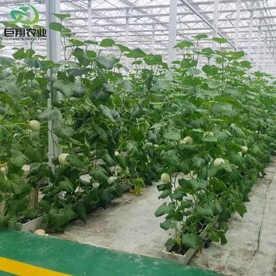 Espaçamento personalizado 8m 9,6m 12m Estufas para pepino Feito de tubo de aço galvanizado a quente