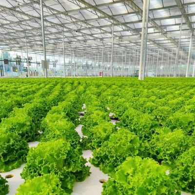 Estufas de vidro de preço razoável para grande produção de vegetais e grande tamanho