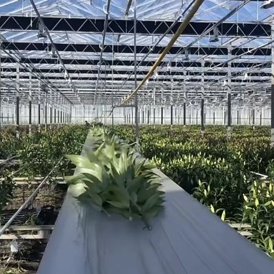 Estufa de vidro Ju Xiang com telhado tipo Custo de envio e prazo de entrega estimado