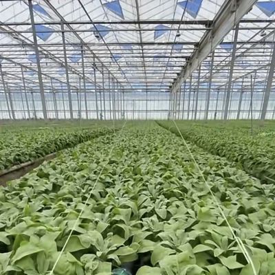 Estufas de vidro de origem chinesa A solução perfeita para a agricultura comercial em grande escala