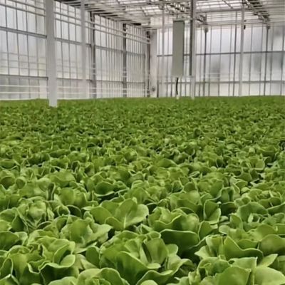 Estufa de vidro de duas camadas personalizada para flores feitas de acordo com as suas especificações