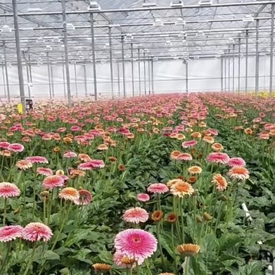 Estufa de vidro de duas camadas personalizada para flores feitas de acordo com as suas especificações