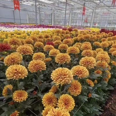 Sistema de tela de sombreamento multi-espansão Pacote de estufa de vidro Tamanho 50,00cm * 60,00cm * 80,00cm