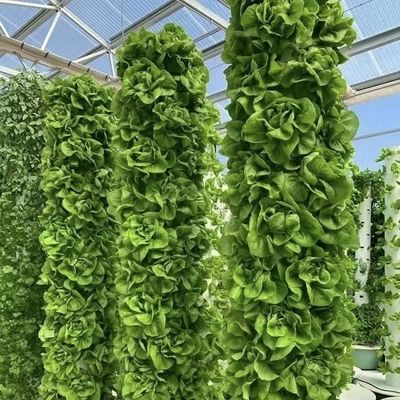 Canopy de estufa de vidro de origem chinesa para flores 30 dias de retorno 100.000kg peso bruto