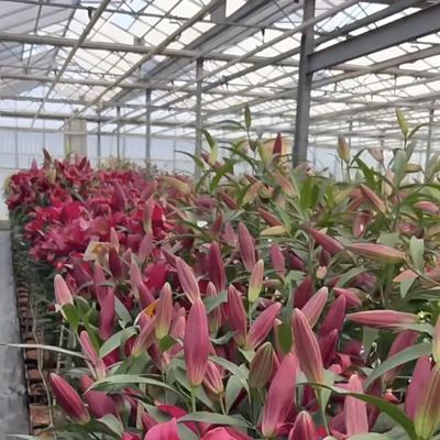 Canopy de estufa de vidro de origem chinesa para flores 30 dias de retorno 100.000kg peso bruto