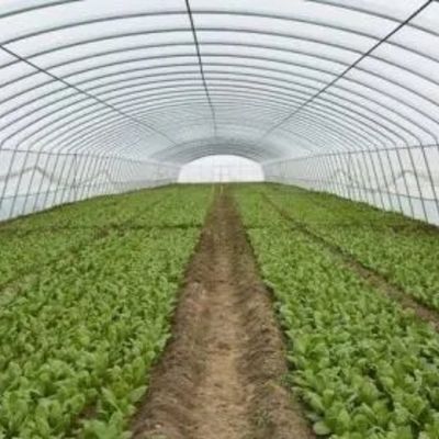 Estufas de jardim de vidro de estrutura de alumínio Estufas comerciais vitorianas para vegetais