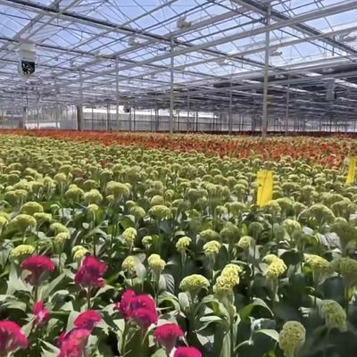 Moeda dos EUA Estufas de vidro para o cultivo de plantas 100.000 kg Peso bruto do pacote