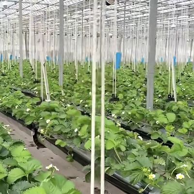 Grande abrigo de estufa de vidro para crescimento sustentável US 20 / metro quadrado Grande tamanho