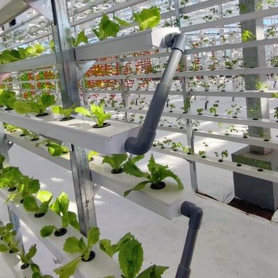 Grande abrigo de estufa de vidro para crescimento sustentável US 20 / metro quadrado Grande tamanho
