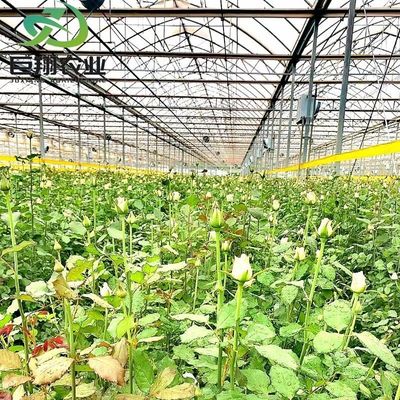 Hidroponia multispan Filtro de plástico Estufas agrícolas para exploração agrícola