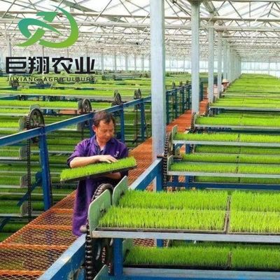 Hidroponia multispan Filtro de plástico Estufas agrícolas para exploração agrícola