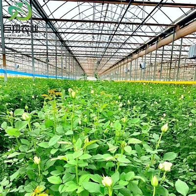 Hidroponia multispan Filtro de plástico Estufas agrícolas para exploração agrícola