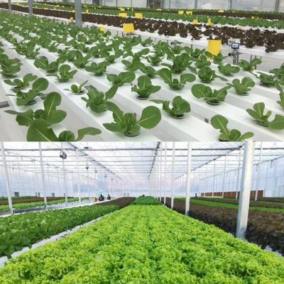 Materiais de construção Estrutura de aço Grande tamanho Horticultura Estufas com telhado de vidro