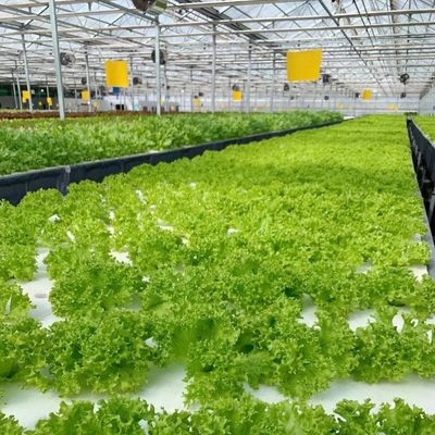 Jardim vibrante com estufa de vidro Custo de envio acessível e estufa