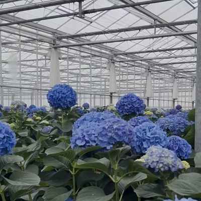 Frigorífico de vidro multi-espans para o crescimento de plantas