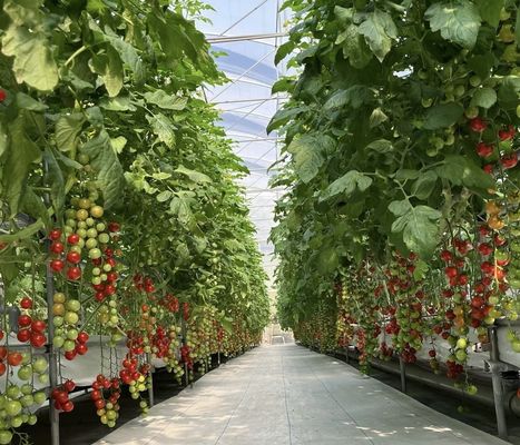 Frigorífico de vidro multi-espans para o crescimento de plantas