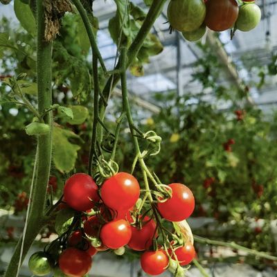 Tipo de telhado Estufa de vidro com boa transmissão de luz para flores com pagamento inicial