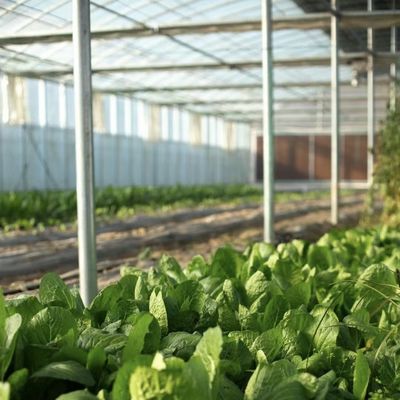 Tipo de telhado Estufa de vidro com boa transmissão de luz para flores com pagamento inicial