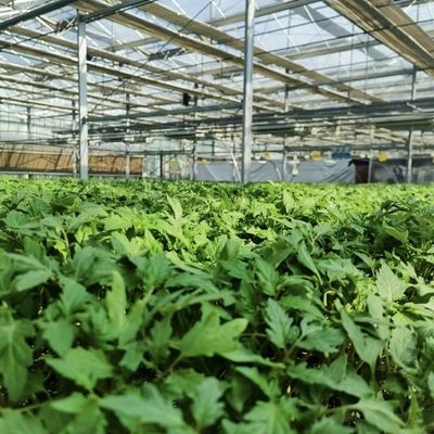 Estufas hidropónicas de telhado oco para o cultivo de flores
