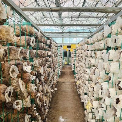 Frigorífico hidropónico de dupla camada para cultivo de flores