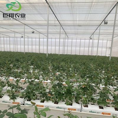 Estufas de tomate de folhas de plástico/vidro/policarbonato