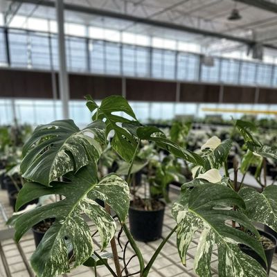Sistema de hidroponia de estufa para o cultivo de flores Materiais de construção Estrutura de aço