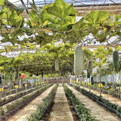 Sistema de hidroponia de estufa para o cultivo de flores Materiais de construção Estrutura de aço