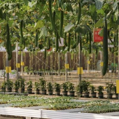 Pacote Peso Bruto 100.000kg Estufas de vidro único com irrigação por gotejamento e flutuante