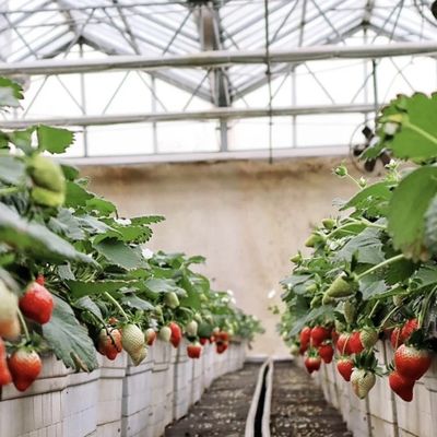 Estufa de vidro de irrigação por gotejamento versátil e personalizável para o cultivo de flores