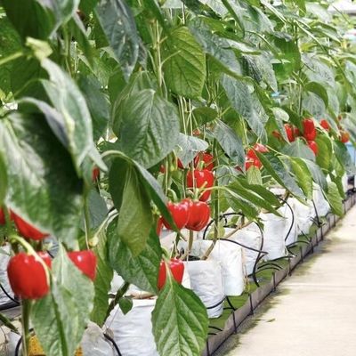 Grande sistema hidropónico de estufa com um pacote de desempenho e peso bruto de 100.000 kg