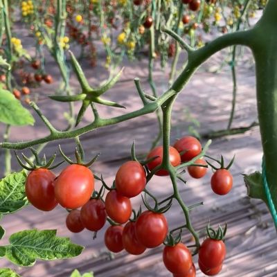 Estrutura de aço teto de vidro Estufas hidropónicas para grande cultivo e plantação de flores