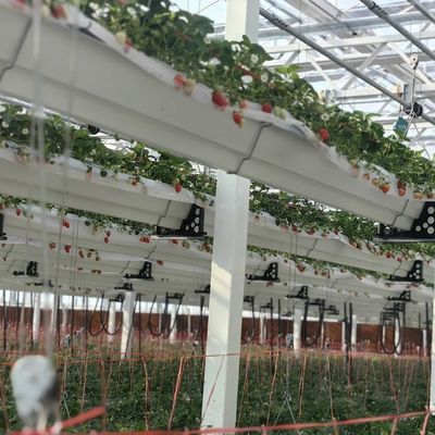 Estufa de vidro hidropônica para cultivo de flores 30 dias de devolução reembolsa um tipo de telhado