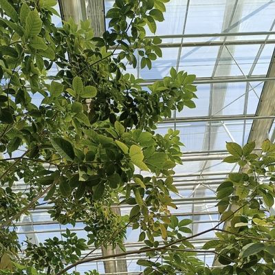 Estufa de vidro hidropônica para cultivo de flores 30 dias de devolução reembolsa um tipo de telhado