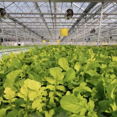 Estufas hidropónicas de vidro de alta transmissão de luz para cultivo comercial de flores