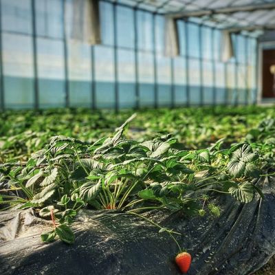 Sistema de flores hidropônicas em estrutura de aço Estufa de vidro flutuante com personalização