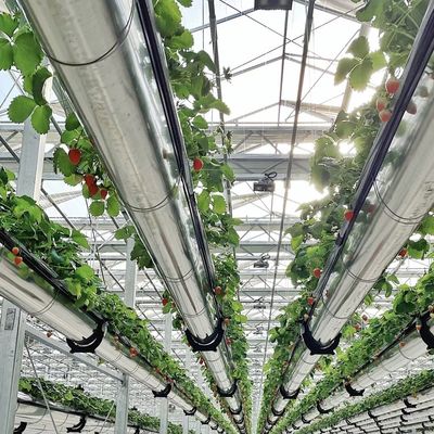 Sistema de floração hidropônica de vidro acessível de camada dupla US 20/m2