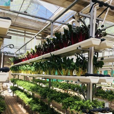 Pacote de Estufas de Vidro para o Cultivo de Flores Peso Bruto 100.000kg e um telhado de tipo