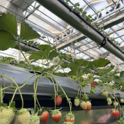 Estrutura de aço Origem chinesa Estufas de vidro hidropónico para materiais de construção