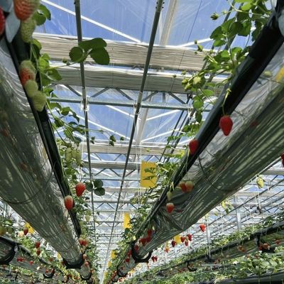 Serra de vidro de alta transmissão luminosa para flores Pacote Peso bruto 100.000 kg