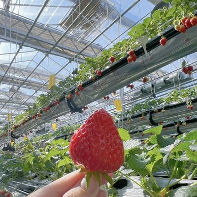 Serra de vidro de alta transmissão luminosa para flores Pacote Peso bruto 100.000 kg