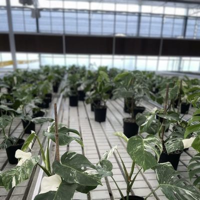 Sistema de flor hidropónico Estufas de vidro do tipo A para grande produção comercial