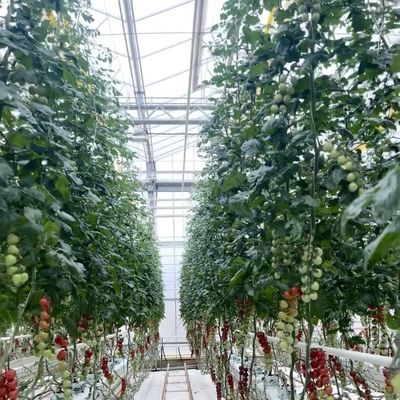 Sistema hidropónico de estufa de vidro de camada dupla para cultivo de flores 30 dias de reembolso