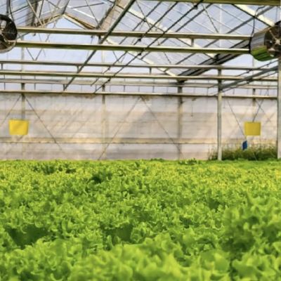 Sistema hidropónico de estufa de vidro de camada dupla para cultivo de flores 30 dias de reembolso