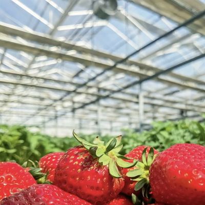 Sistema hidropónico de estufa de vidro de camada dupla para cultivo de flores 30 dias de reembolso