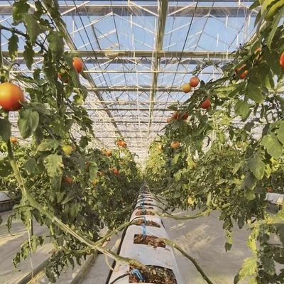 Estufas de vidro de vários sistemas para flores personalizadas de acordo com suas especificações