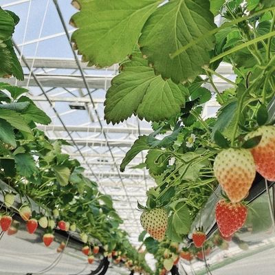 Estufas de vidro de vários sistemas para flores personalizadas de acordo com suas especificações